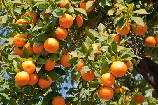 Close up of orange tree