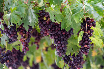 Bunches of purple ripening table grapes berries hanging down from pergola in garden on Cyprus