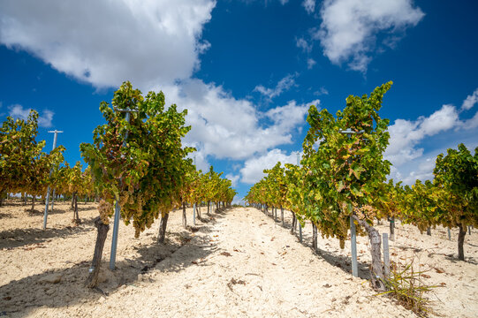 Wine production on Cyprus, white chalk soil and rows of grape plants on vineyards with ripe white wine grapes ready for harvest