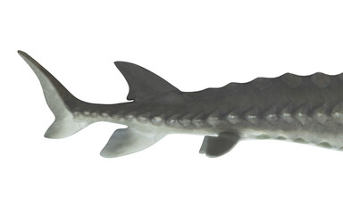lake sturgeon'en white background
