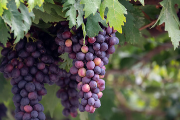 Bunches of purple ripening table grapes berries hanging down from pergola in garden on Cyprus