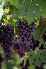 Bunches of purple ripening table grapes berries hanging down from pergola in garden on Cyprus