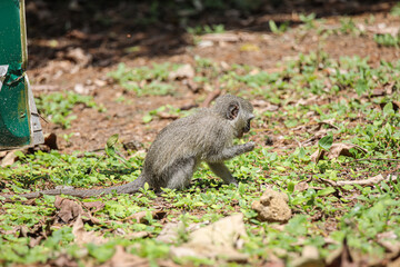 Young Monkey looking for food