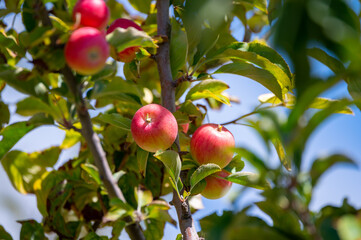 Fruit orchard with apple trees with small red fruits