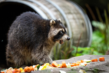 Waschbär seitlich 