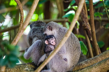 Monkey family with Newborn