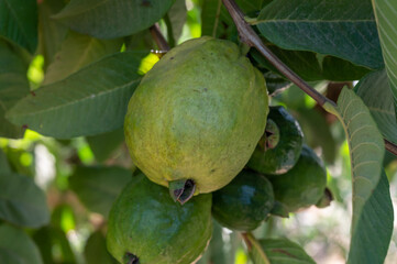 Common guava tropical plant with tasty aromatic fruits growing near Paphos, Cyprus