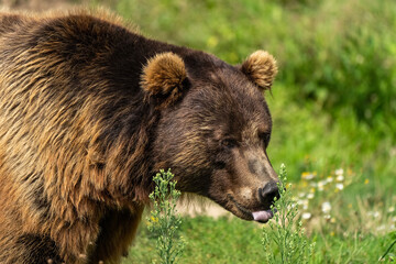 Ein großer Braunbär 