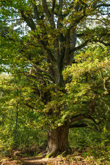 The mighty old oak tree called 