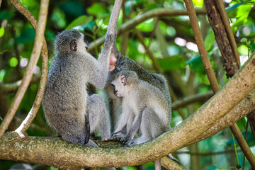 Monkey family with Newborn