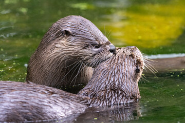 Zwei Otter kuscheln 