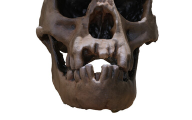 antique skull with wound on top of head 