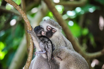 Monkey family with Newborn