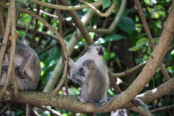 Monkey family with Newborn