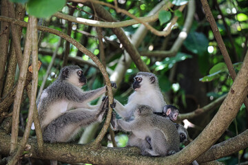 Monkey family with Newborn