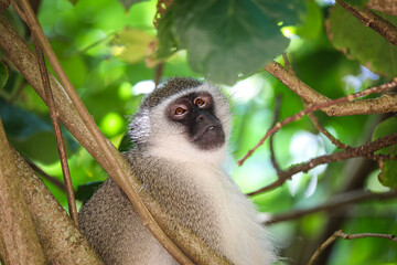 Beautiful Monkey in the trees