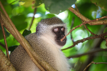 Beautiful Monkey in the trees