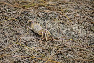 Beach Crab