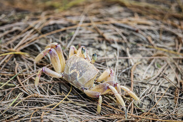 Beach Crab