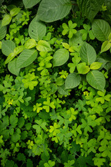 Beautiful natural green background image with clover and other plants, taken along a levada water...