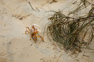 Beach Crab