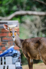 Antelope at Campside