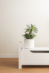 A decorative green indoor plant in a white pot on a wooden low cabinet