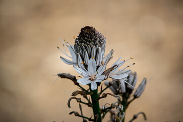 flower in the sky