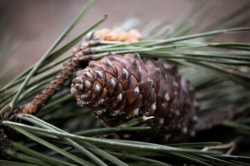 close up of a pine cone