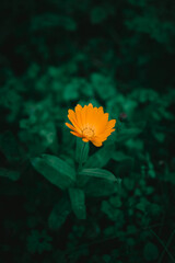 Orange Lonely Flower