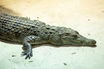 Ein Krokodil oder Kaiman im Zoo
