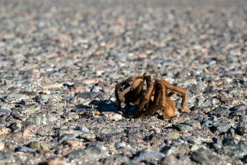 A tarantula spider on a parking