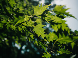 Fototapeta na wymiar green leaves in the sun