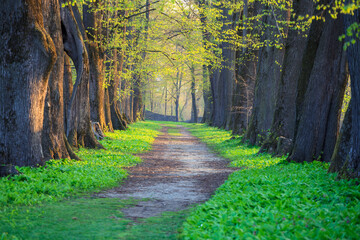 Linden alley in the spring park