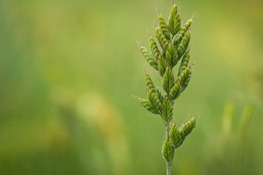 Closeup of beautiful Soft brome (Bromus hordeaceus) - Bull grass, Soft cheat, Soft chess. Annual or biennial species of grass. Found on roadsides, waste ground, meadows, fields.