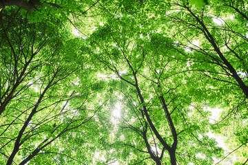 forest trees. nature green wood sunlight backgrounds.