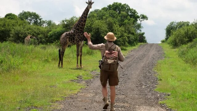 Tourist On Kenya African Safari Adventure On Holiday Vacation. Wild Nature Of Search Lions And Giraffe. a tourist with a backpack and boots walks through the savannah in africa next to a giraffe