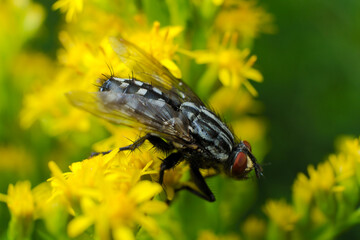 A flesh fly (Sarcophaga carnaria) sitting on goldenrod flowers.