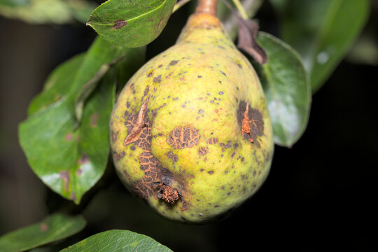 Pear fruit and leaves attacked by a fungus Venturia pyrina  (anamorph) on black background. Pear disease. Scabs on pear.