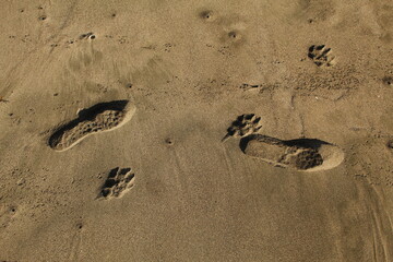 Fototapeta na wymiar Dog and human foot prints on sand near beach