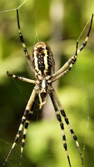 Spider on spiderweb. High quality photo