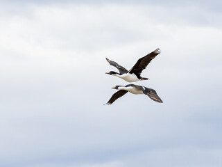 Fototapeta na wymiar Flying Imperial Cormorants near Magdalena Island, Chile