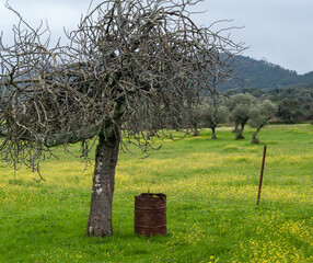 Árbol con ramas enredadas junto a barril oxidado, en una pradera verde con flores amarillas.
