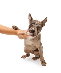 Woman brushing dog's teeth on white background, closeup