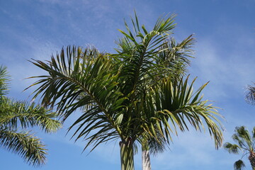 Palme im Sommerurlaub