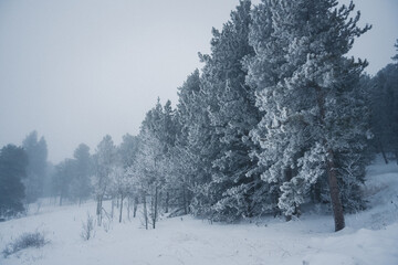 Foggy snow day in the Colorado Rocky Mountains - Ethereal and moody vibe