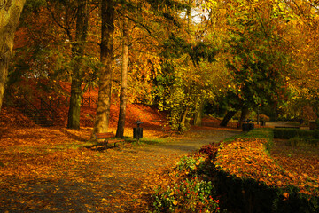 Obraz premium Beautiful park with yellowed trees and wooden benches