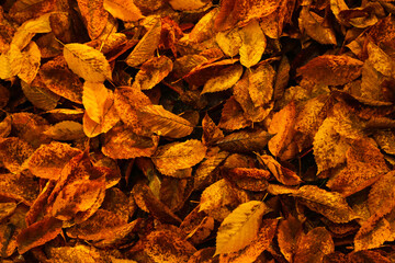 Beautiful wet yellowed leaves as background, top view