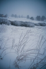 Foggy snow day in the Colorado Rocky Mountains - Ethereal and moody vibe