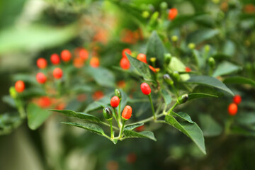 Chili pepper plant growing in garden outdoors, closeup
